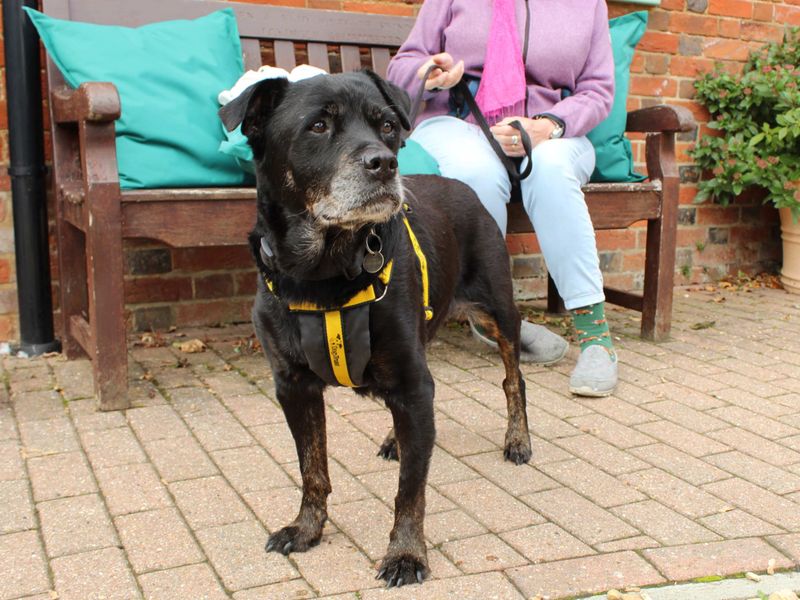 Rottweiler for adoption in Newbury, Berkshire – 13 years old - Image 4 of 4