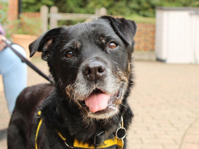 Rottweiler for adoption in Newbury, Berks – 13 years old
