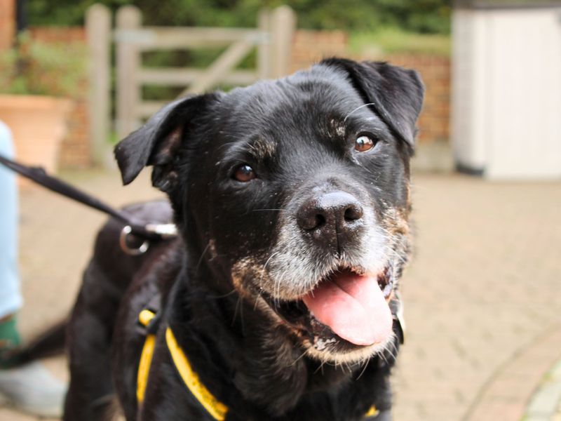 Rottweiler for adoption in Newbury, Berkshire – 13 years old - Image 2 of 4