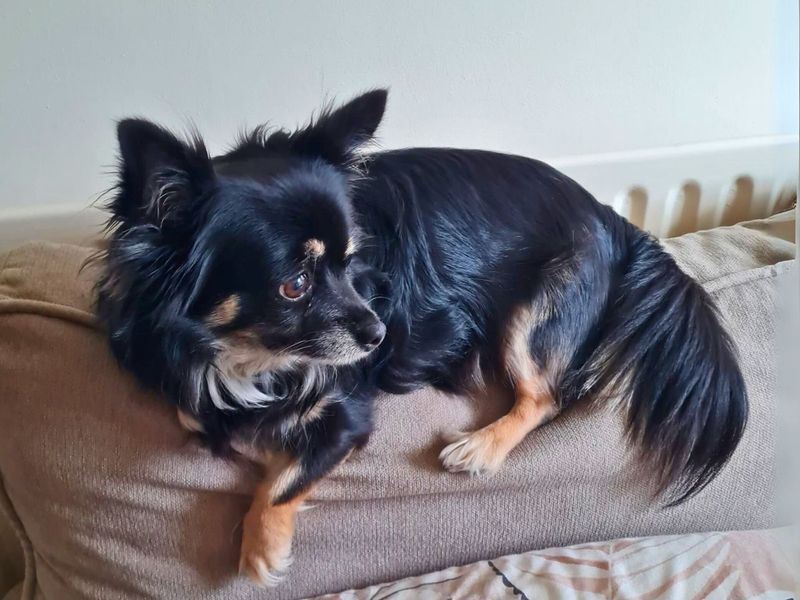 Wilma | Chihuahua (Long Coat) | Salisbury (Wiltshire) - 1