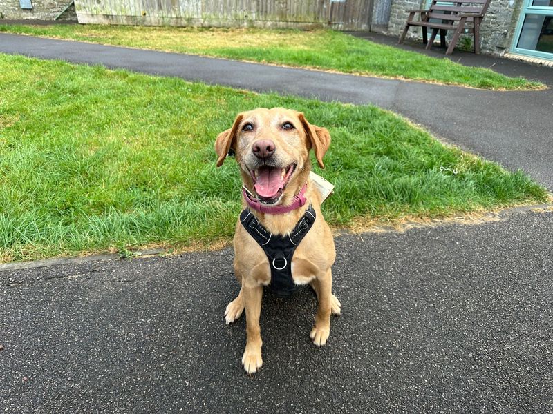 Maizy | Retriever (Labrador) | Bridgend (Wales) - 1