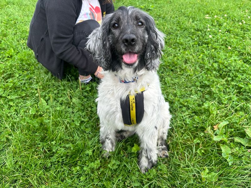 Cocker Spaniel for adoption in Mid Glamorgan, Wales – 3 years old - Image 4 of 4