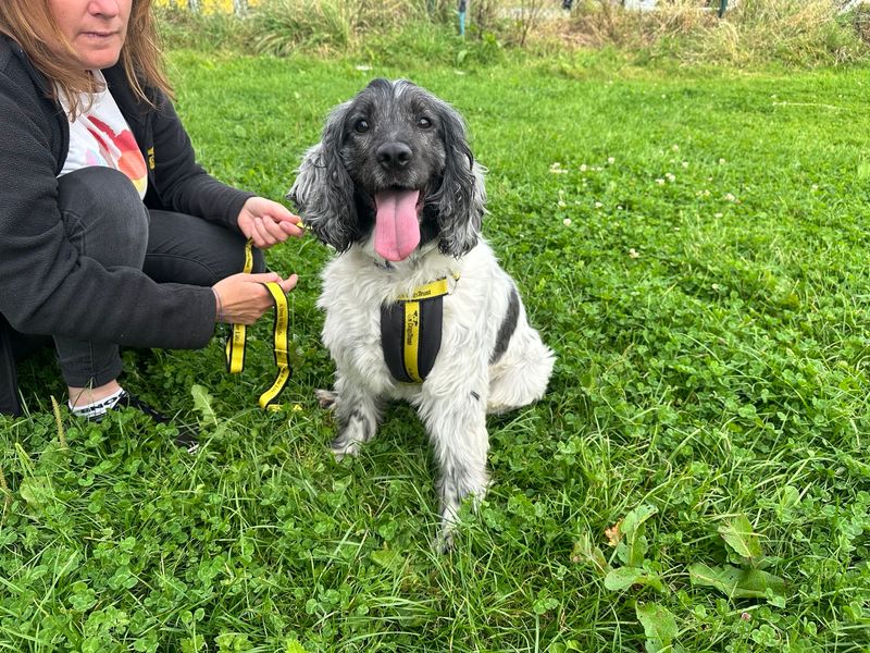 Cocker Spaniel for adoption in Mid Glamorgan, Wales – 3 years old