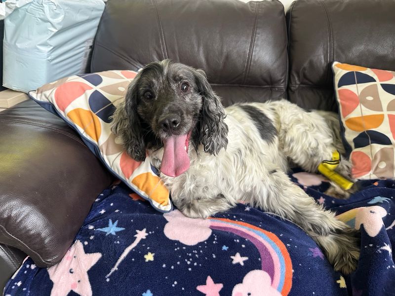 Cocker Spaniel for adoption in Mid Glamorgan, Wales – 3 years old - Image 3 of 4