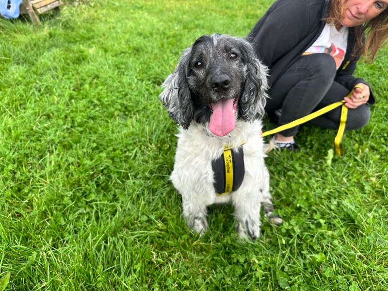 Cocker Spaniel for adoption in Mid Glamorgan, Wales – 3 years old - Image 2 of 4
