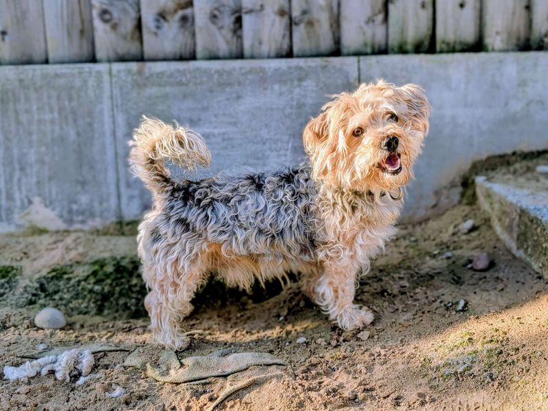 Yorkshire Terrier for adoption in Cardiff, Glamorgan – 4 years old - Image 4 of 5