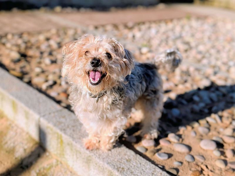 Yorkshire Terrier for adoption in Cardiff, Glamorgan – 4 years old - Image 2 of 5