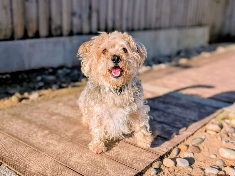 Yorkshire Terrier for adoption in Cardiff, Glamorgan – 4 years old - Image 5 of 5