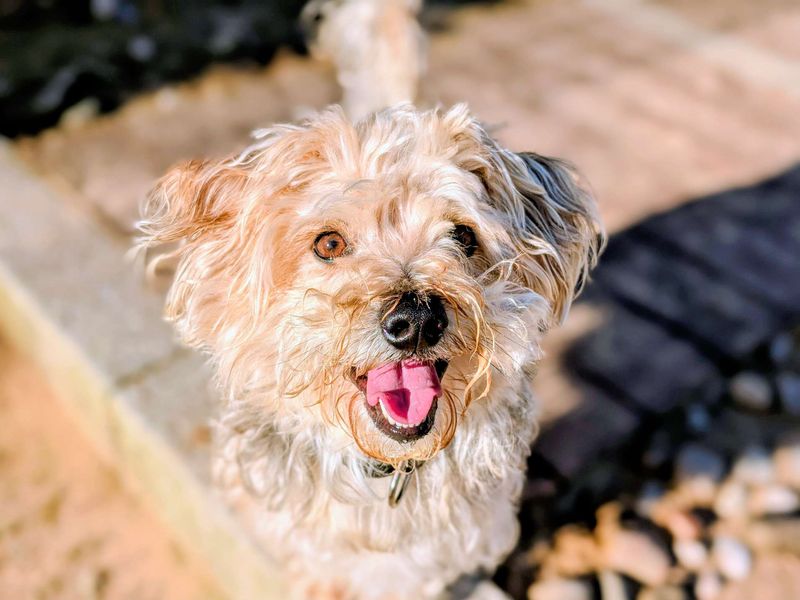 Yorkshire Terrier for adoption in Cardiff, Glamorgan – 4 years old