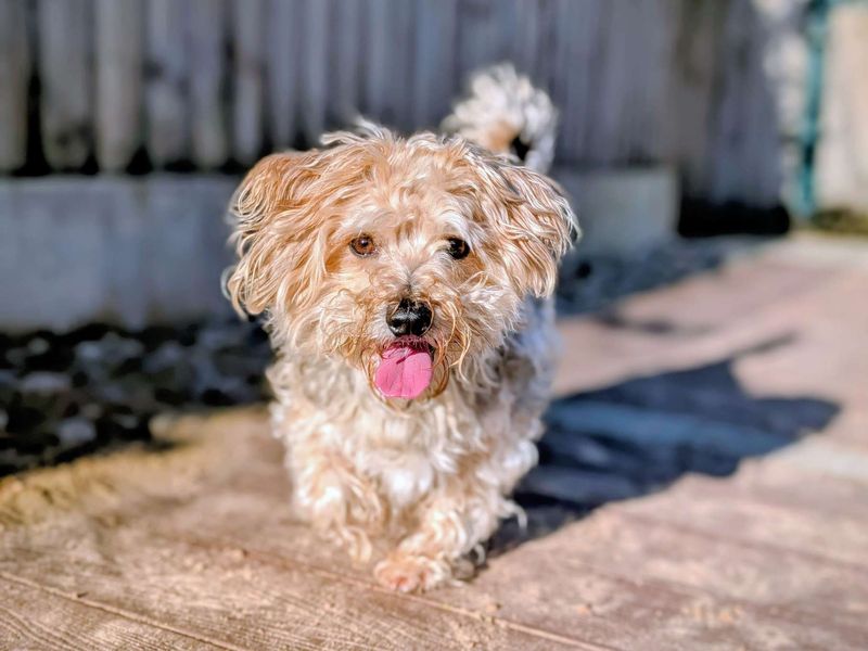 Yorkshire Terrier for adoption in Cardiff, Glamorgan – 4 years old - Image 3 of 5