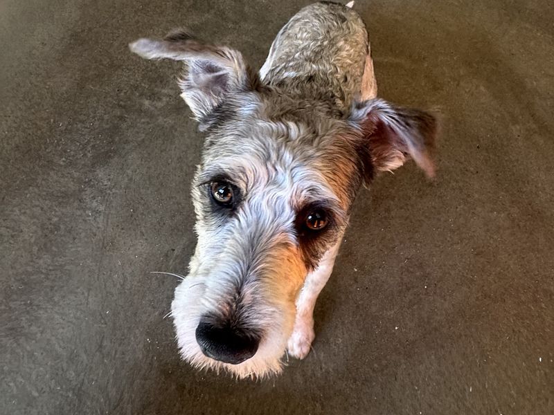 Toby | Terrier (Jack Russell) | Basildon (Essex) - 1
