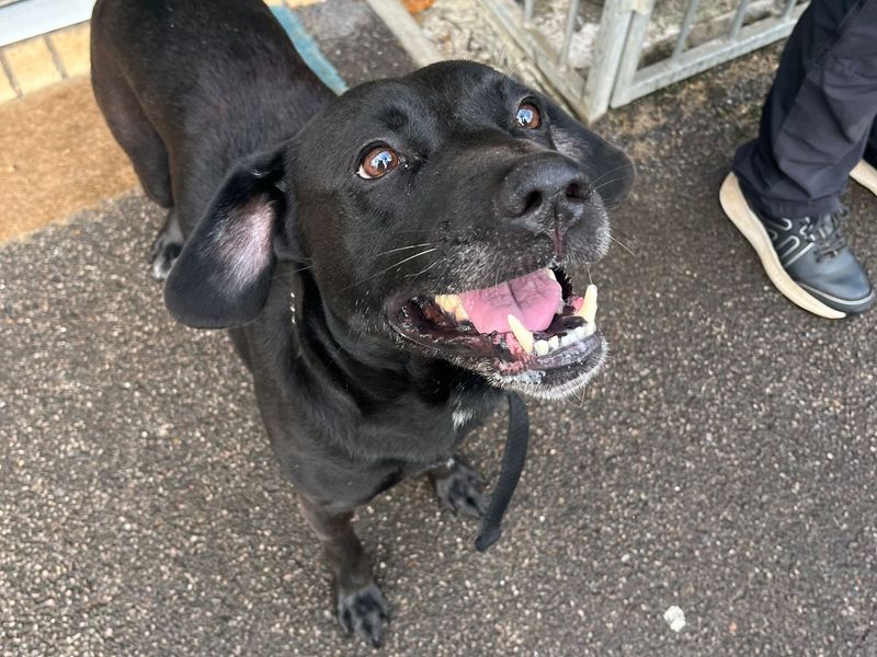 Diesel | Retriever (Labrador) Cross | Bridgend (Wales) - 1