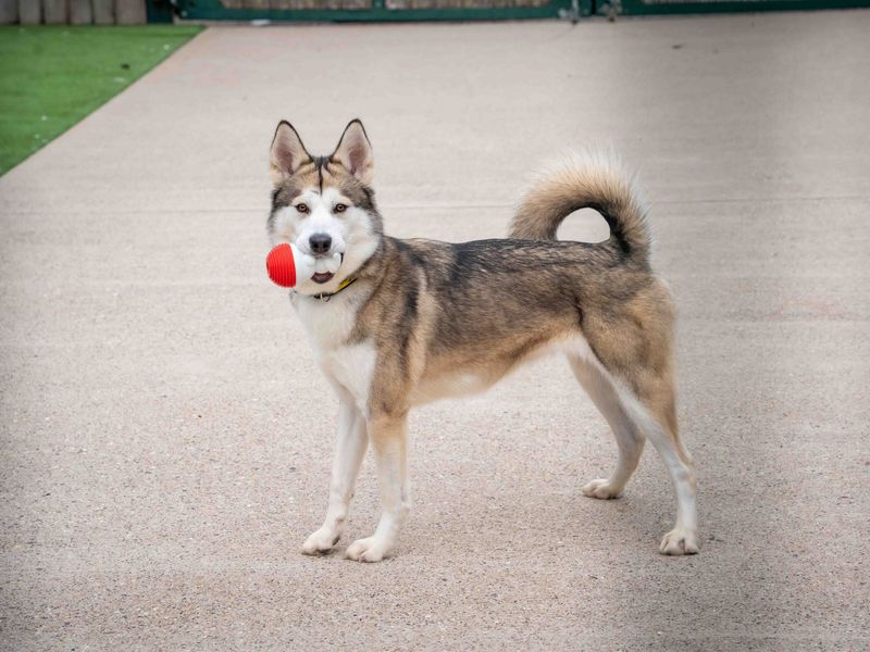 Siberian Husky for adoption in Wymeswold, Leicestershire – 2 years old