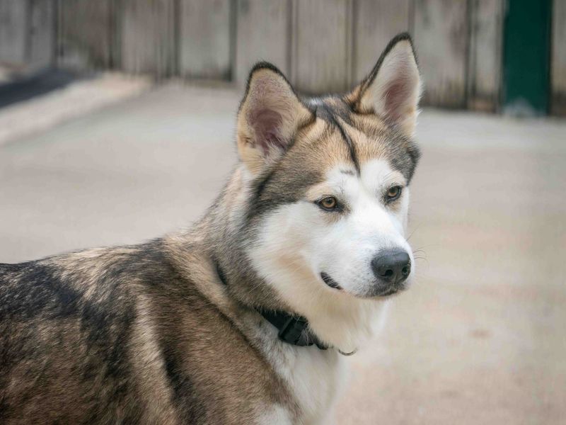 Siberian Husky for adoption in Wymeswold, Leicestershire – 2 years old - Image 2 of 3
