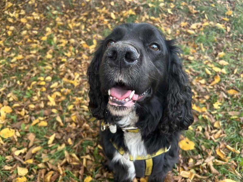 Springer Spaniel Dogs And Puppies For Adoption