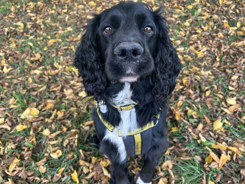 Springer Spaniel for adoption in Snetterton, Norfolk – 5 years old - Image 2 of 2