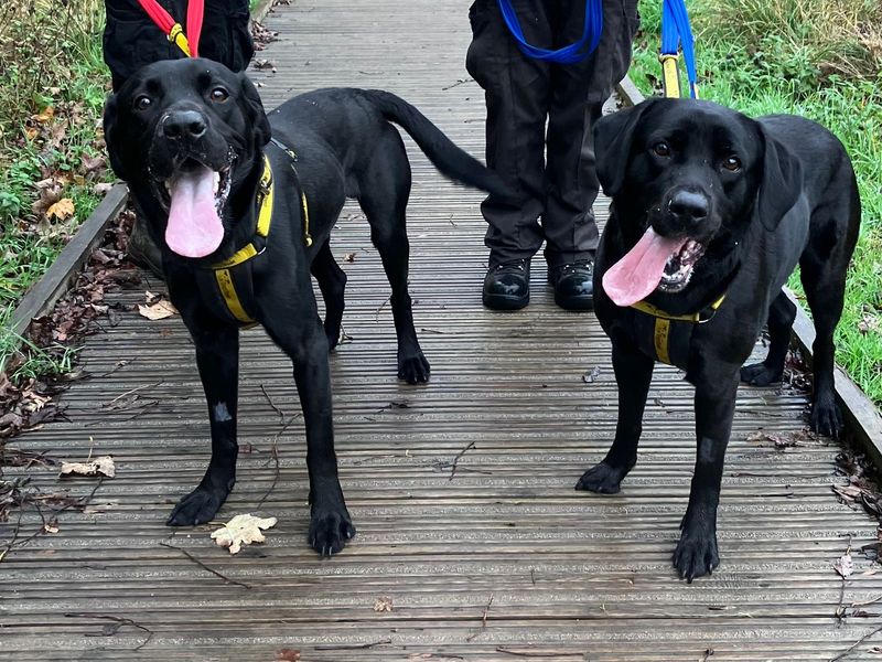 Forrest, a 4 years old male Labrador available for adoption from Dogs Trust in West Calder, Edinburgh