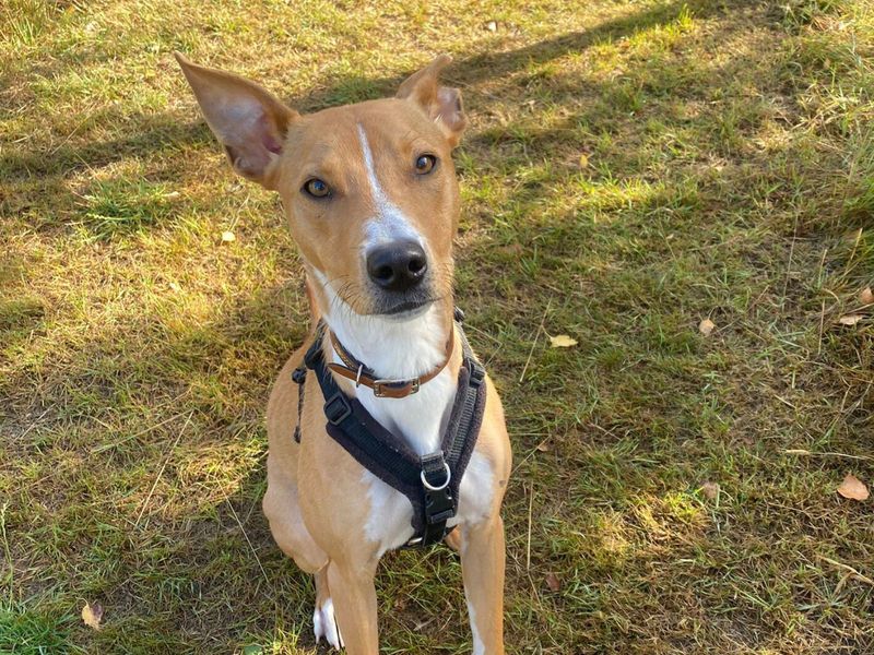 Peach | Lurcher | Harefield West London - 1