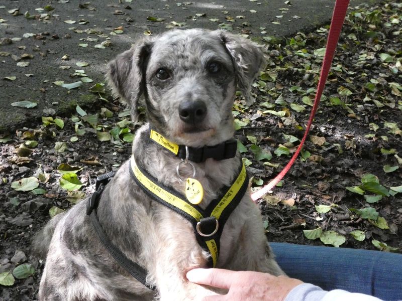 Jack Russell Terrier for adoption in Mid Glamorgan, Wales – 4 years old