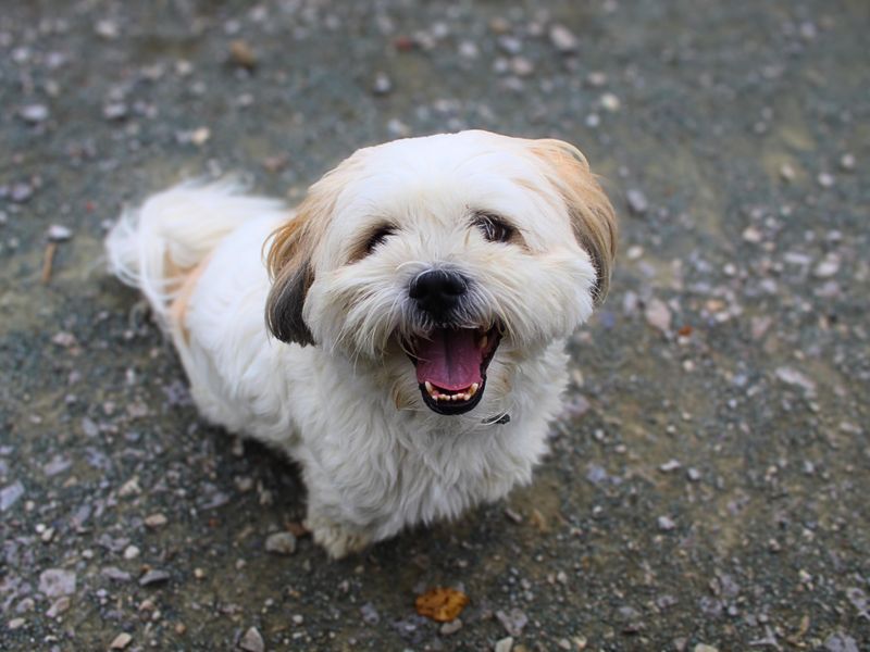 Olli | Lhasa Apso Cross | Manchester - 1