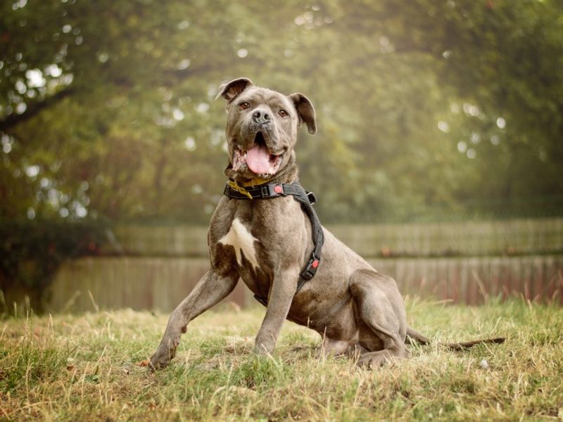 Cane Corso for adoption in Kenilworth, Warks – 2 years old