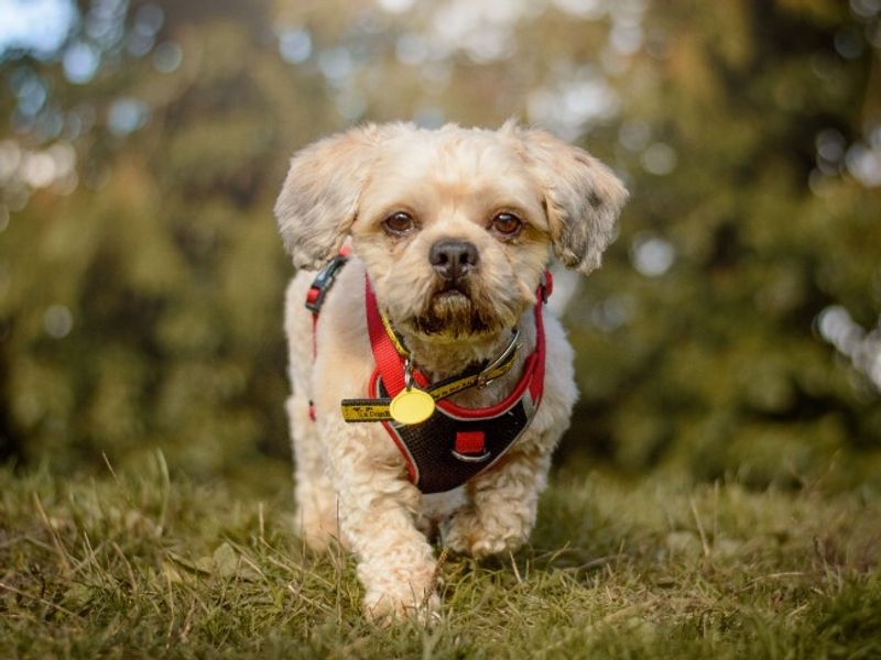 Shih Tzu for adoption in Kenilworth, Warks – 4 years old - Image 4 of 6