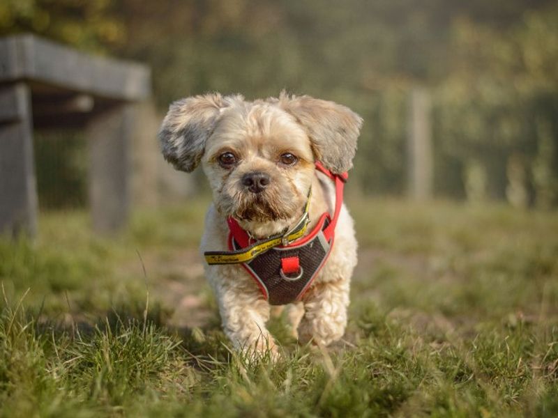 Shih Tzu for adoption in Kenilworth, Warks – 4 years old - Image 2 of 6