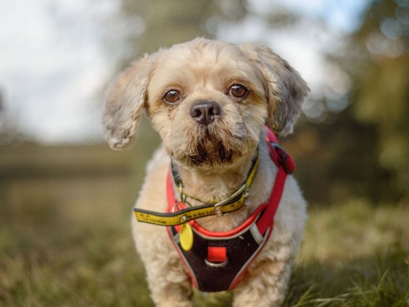 Shih Tzu for adoption in Kenilworth, Warks – 4 years old - Image 6 of 6