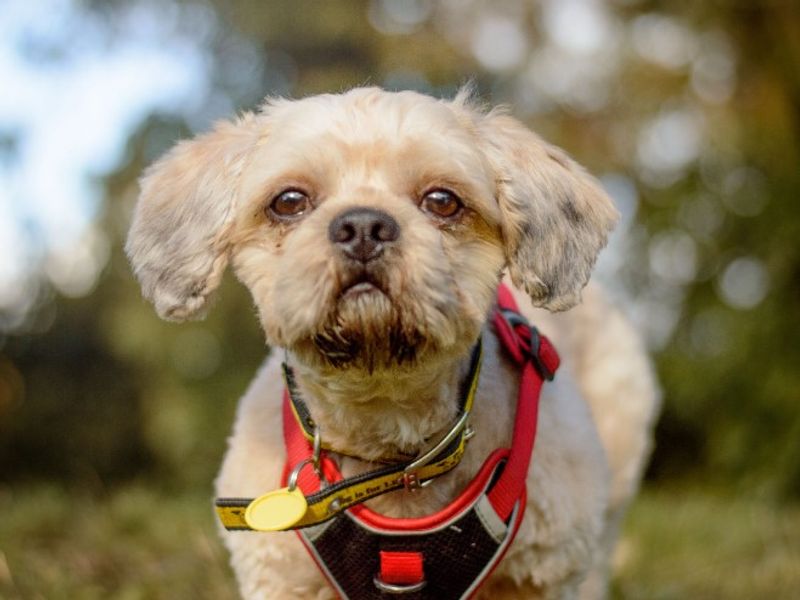 Shih Tzu for adoption in Kenilworth, Warks – 4 years old