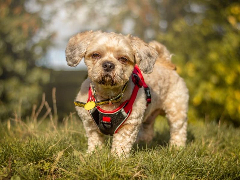 Shih Tzu for adoption in Kenilworth, Warks – 4 years old - Image 3 of 6
