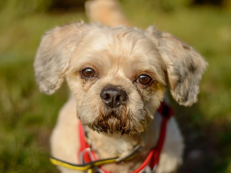 Shih Tzu for adoption in Kenilworth, Warks – 4 years old - Image 5 of 6