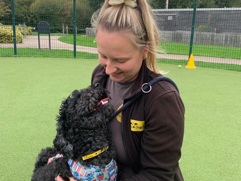 Poodle for adoption in Telford, Shropshire – 3 years old - Image 2 of 3