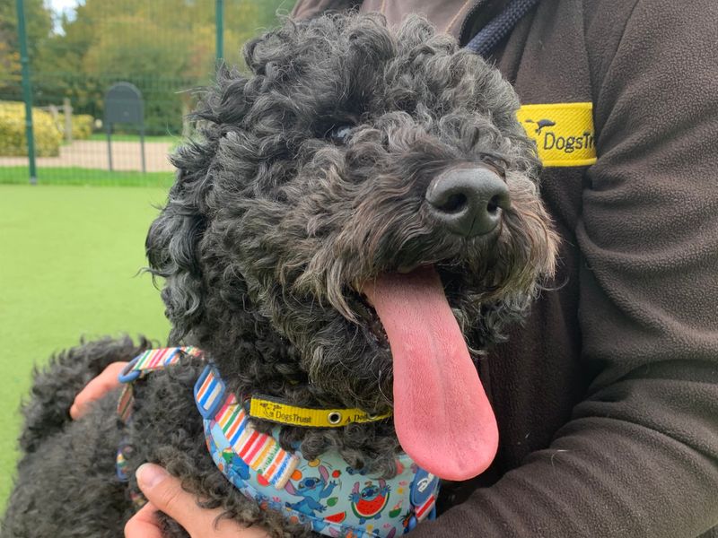 Poodle for adoption in Telford, Shropshire – 3 years old