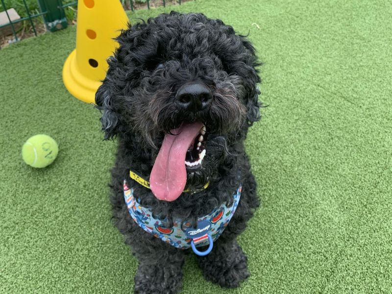 Poodle for adoption in Telford, Shropshire – 3 years old - Image 3 of 3