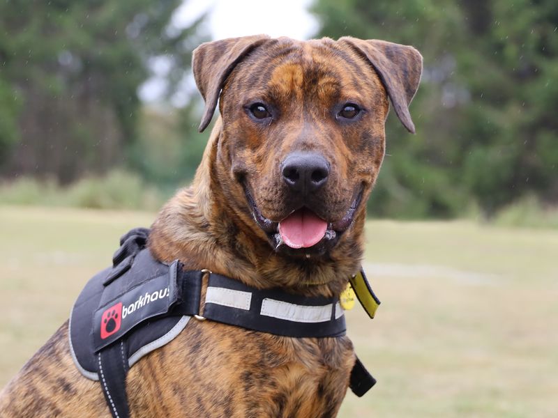 Rottweiler for adoption in Leeds, Yorkshire – 8 months old