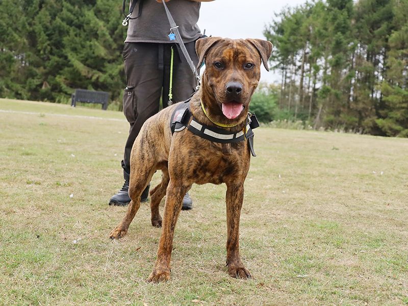 Rottweiler for adoption in Leeds, Yorkshire – 8 months old - Image 2 of 4