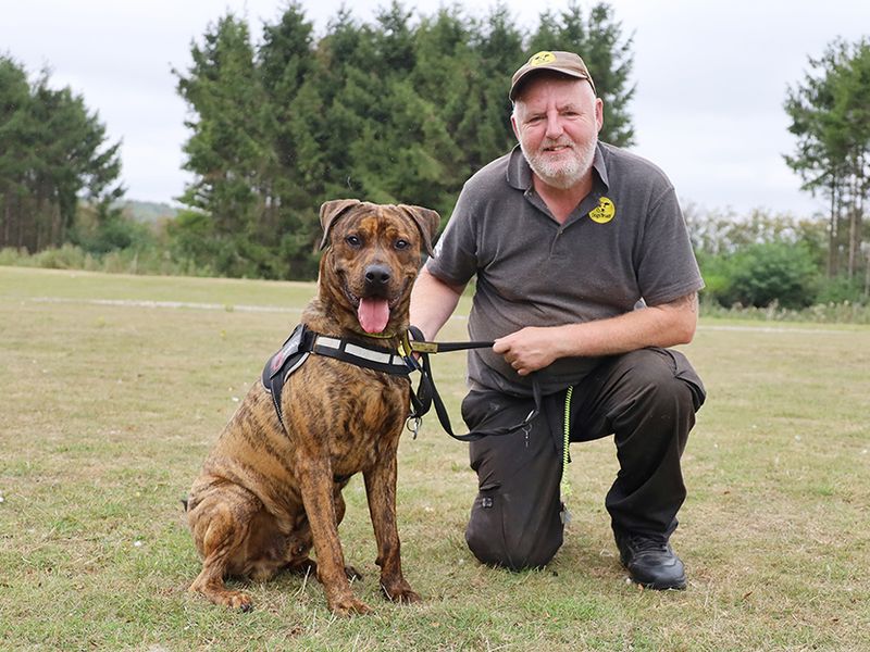 Rottweiler for adoption in Leeds, Yorkshire – 8 months old - Image 3 of 4