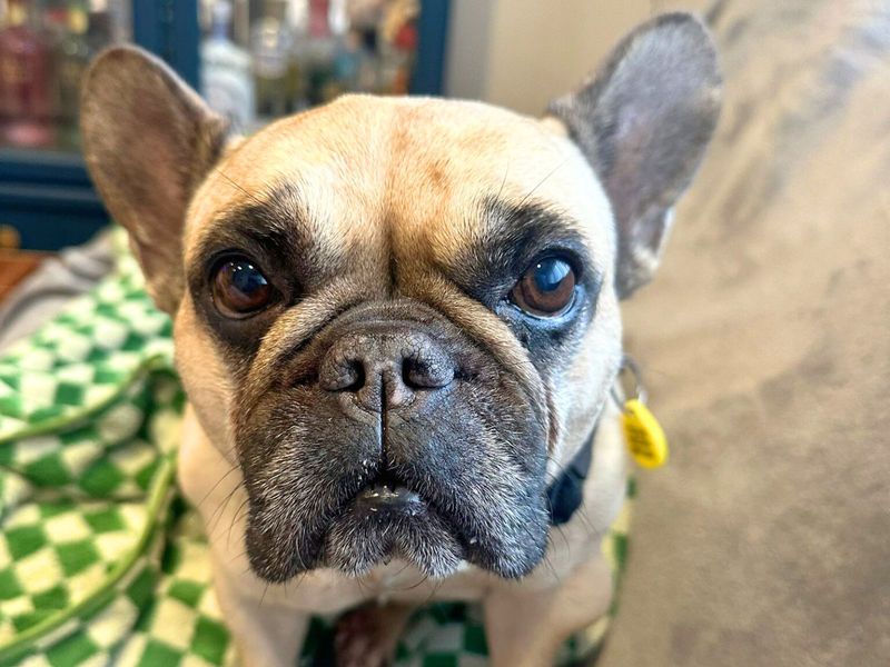 French Bulldog for adoption in Uxbridge, London – 8 years old