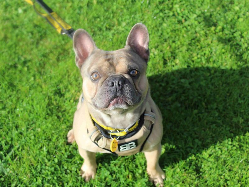 Winston - Image 2 of 6