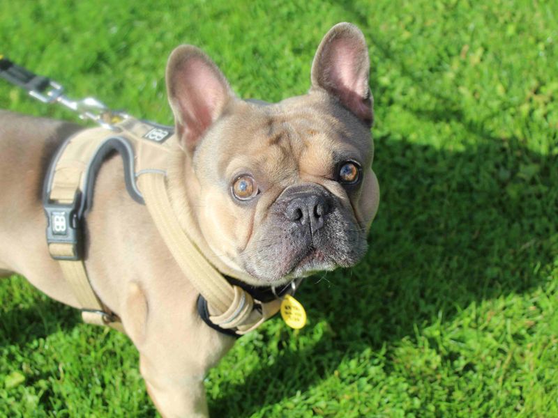 Winston - Image 6 of 6