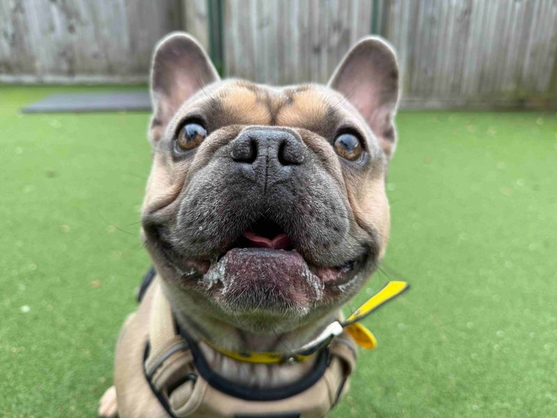 Winston - Image 4 of 6