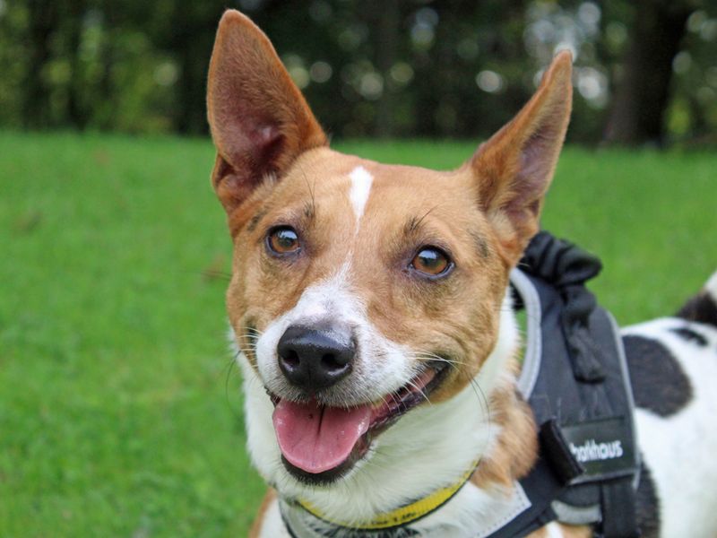 Jack Russell Terrier for adoption in Liverpool, Merseyside – 5 years old - Image 2 of 3