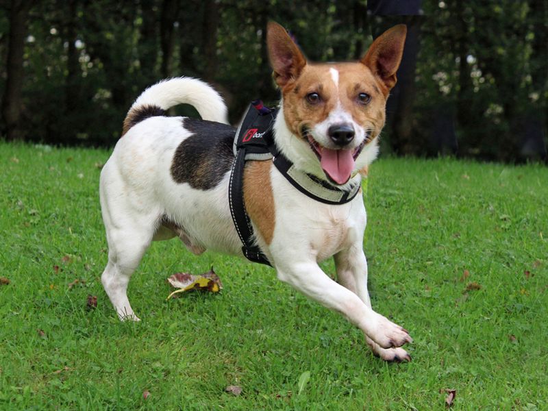 Jack Russell Terrier for adoption in Liverpool, Merseyside – 5 years old - Image 3 of 3