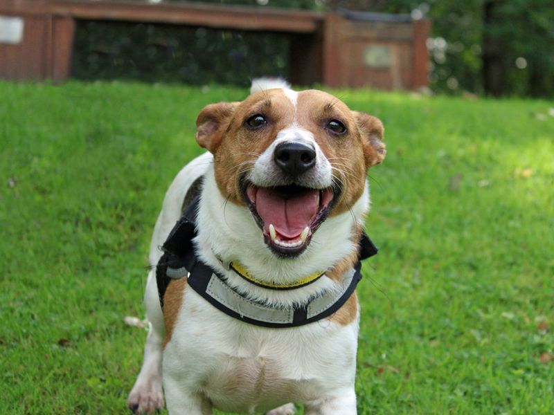 Jack Russell Terrier for adoption in Liverpool, Merseyside – 5 years old