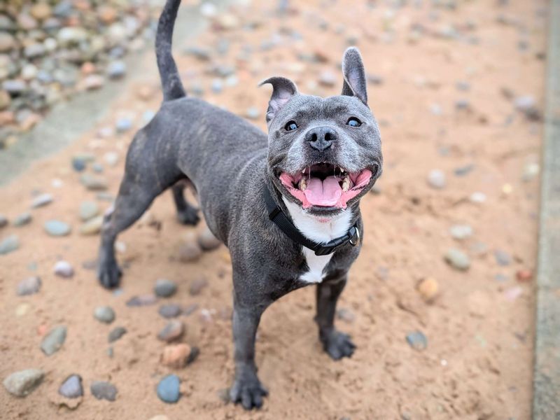 Staffordshire Bull Terrier for adoption in Cardiff / Caerdydd, South Glamorgan – 3 years old - Image 2 of 4
