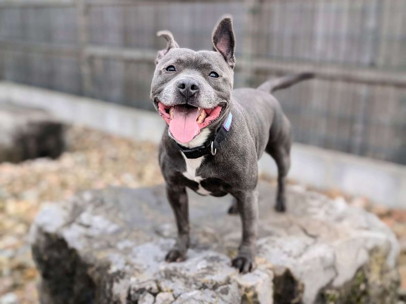 Staffordshire Bull Terrier for adoption in Cardiff / Caerdydd, South Glamorgan – 3 years old - Image 4 of 4