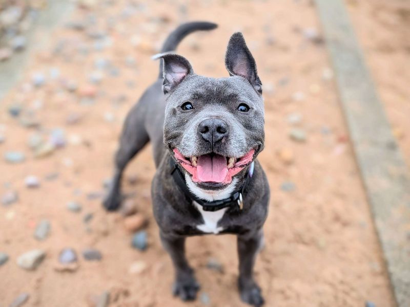 Staffordshire Bull Terrier for adoption in Cardiff / Caerdydd, South Glamorgan – 3 years old - Image 3 of 4