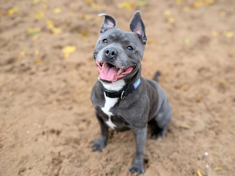 Staffordshire Bull Terrier for adoption in Cardiff, Glamorgan – 3 years old