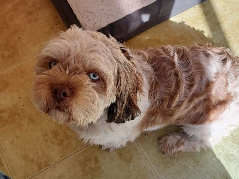Dachshund for adoption in Kenilworth, Warks – 1 year old