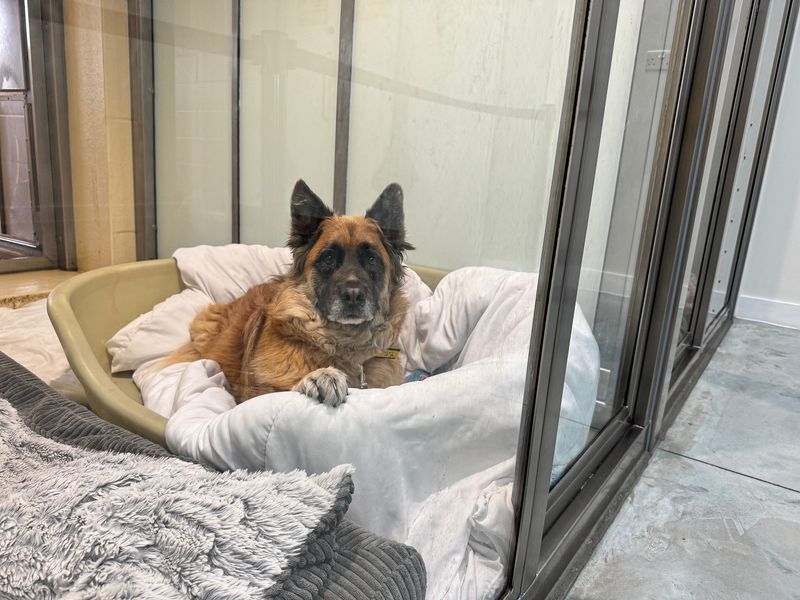 Shadow | German Shepherd Dog Cross | Basildon (Essex) - 1